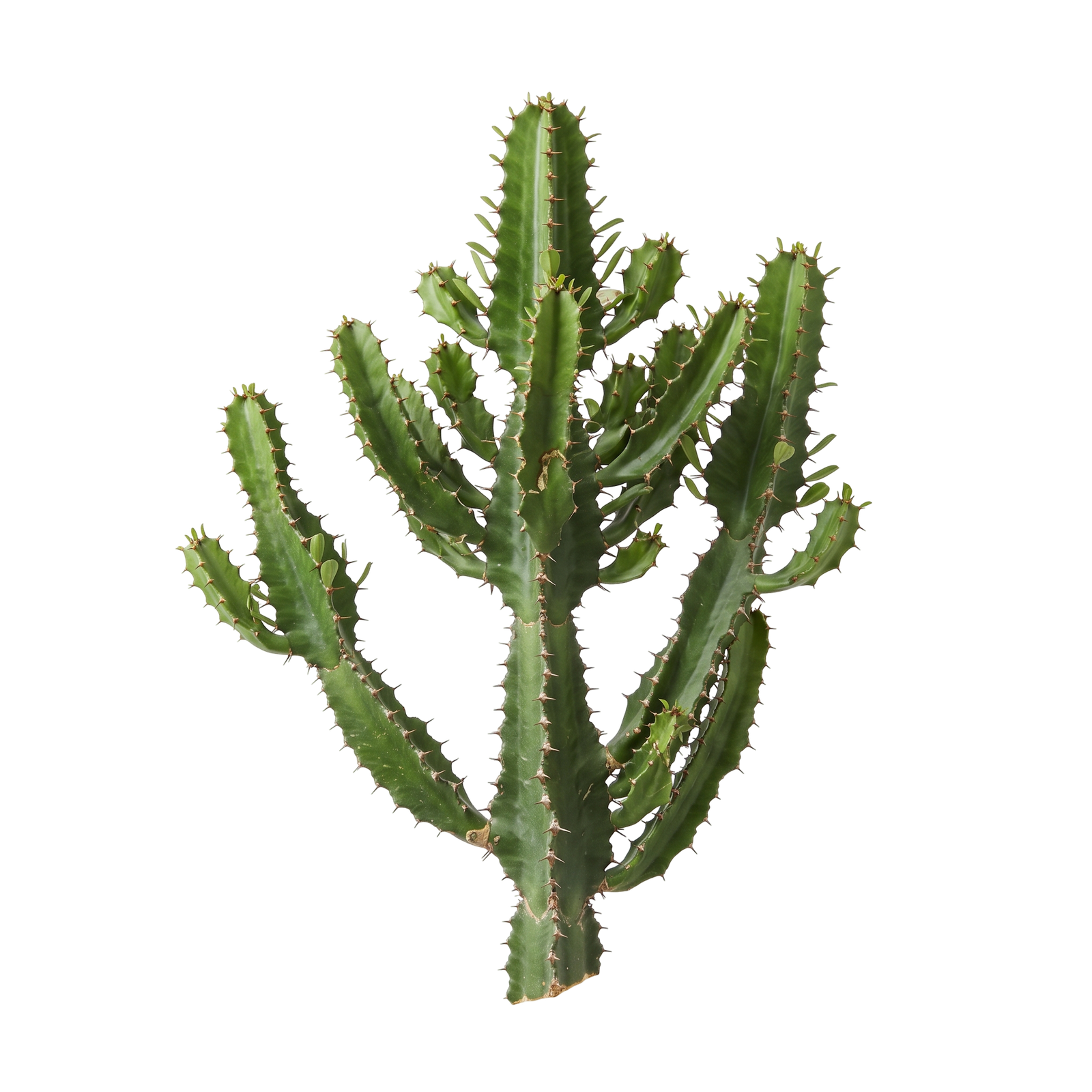 Green Potted Cactus Plant Isolated