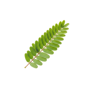 Green leaf with veins