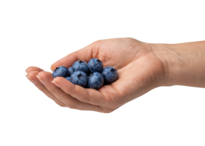 Hand Holding Fresh Blueberries Berries Isolated