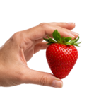 Hand Holding Fresh Red Ripe Strawberry Isolated