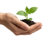 Hands Cupping Soil with Young Green Sprout Plant Transparent Background