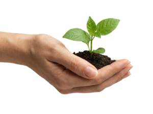 Hands Cupping Soil with Young Green Sprout Plant Transparent Background
