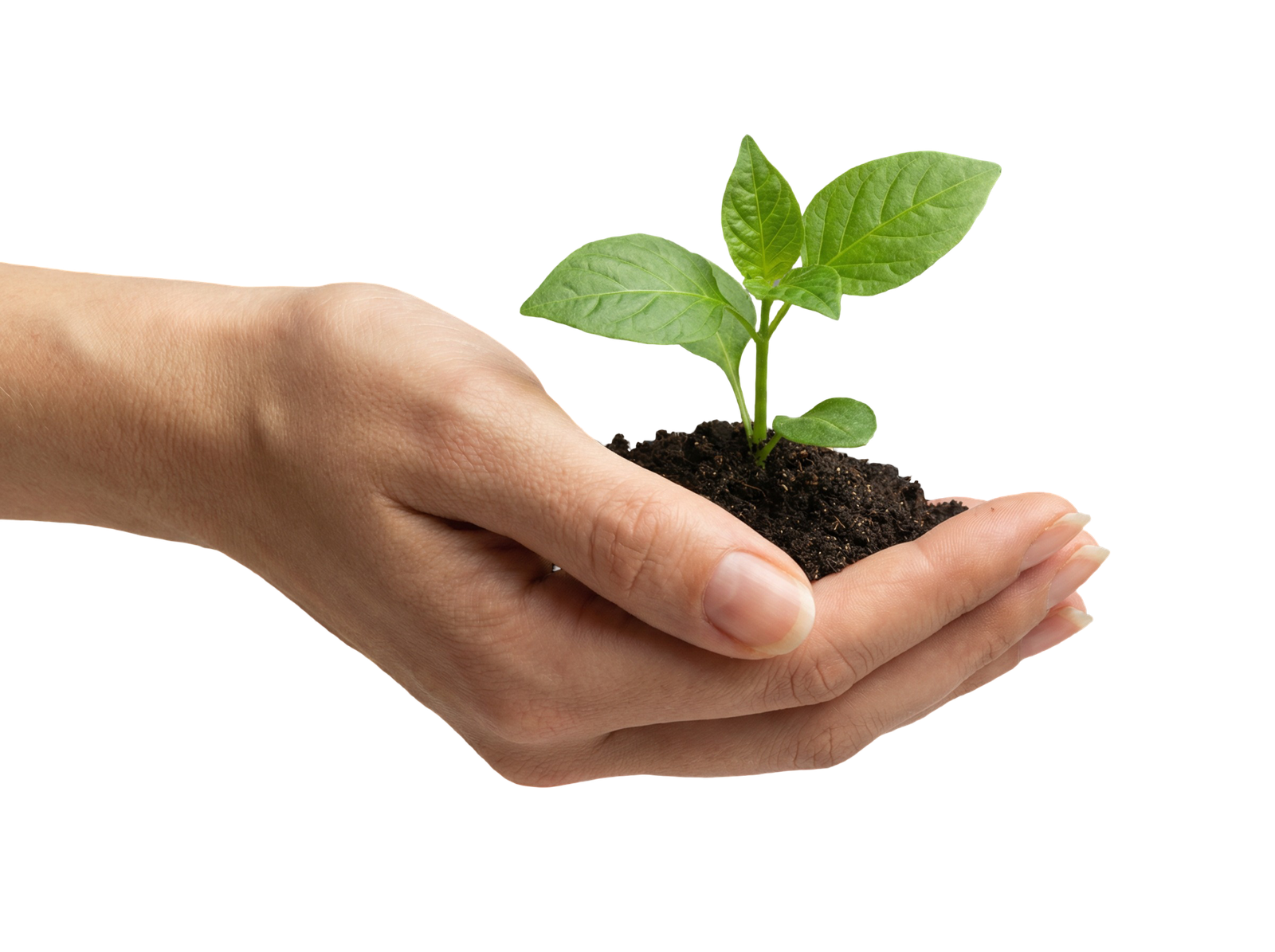 Hands Cupping Soil with Young Green Sprout Plant Transparent Background