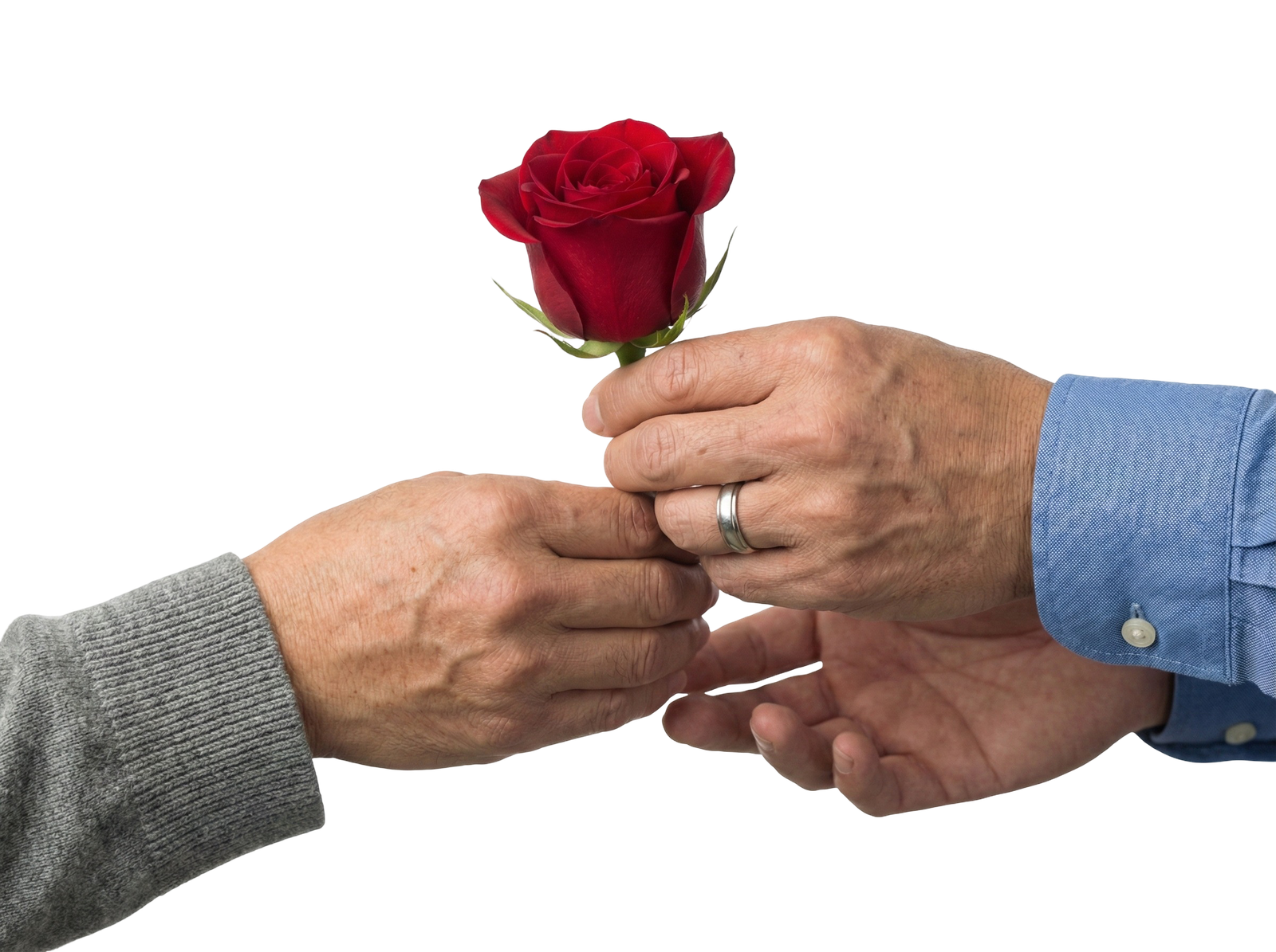 Hands Giving Red Rose Flower Gesture Transparent Background