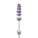Lavender Flower Sprig Stem Isolated on Transparent Background