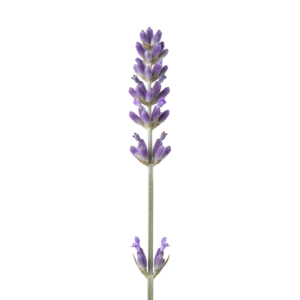 Lavender Flower Sprig Stem Isolated on Transparent Background
