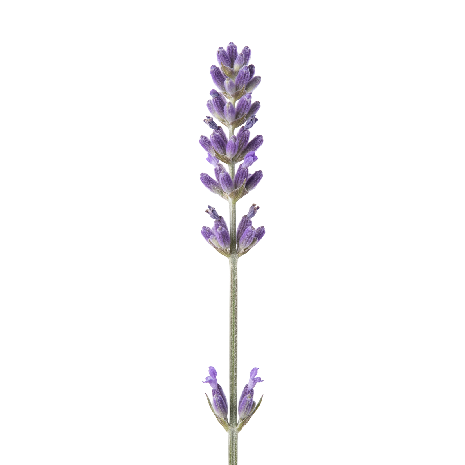 Lavender Flower Sprig Stem Isolated on Transparent Background