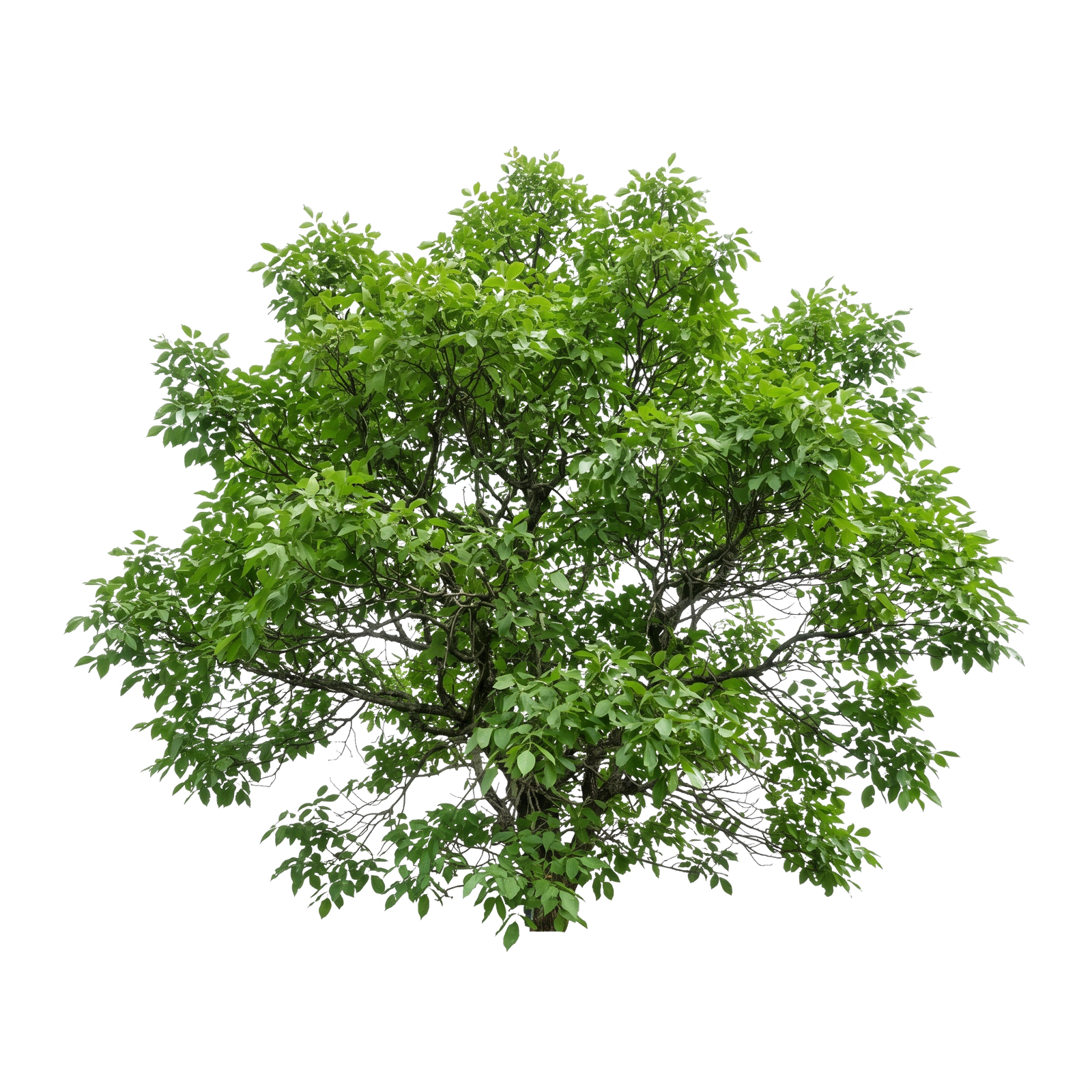 Png4Free