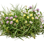 Meadow Green Grass Bush with Wildflowers Transparent Background