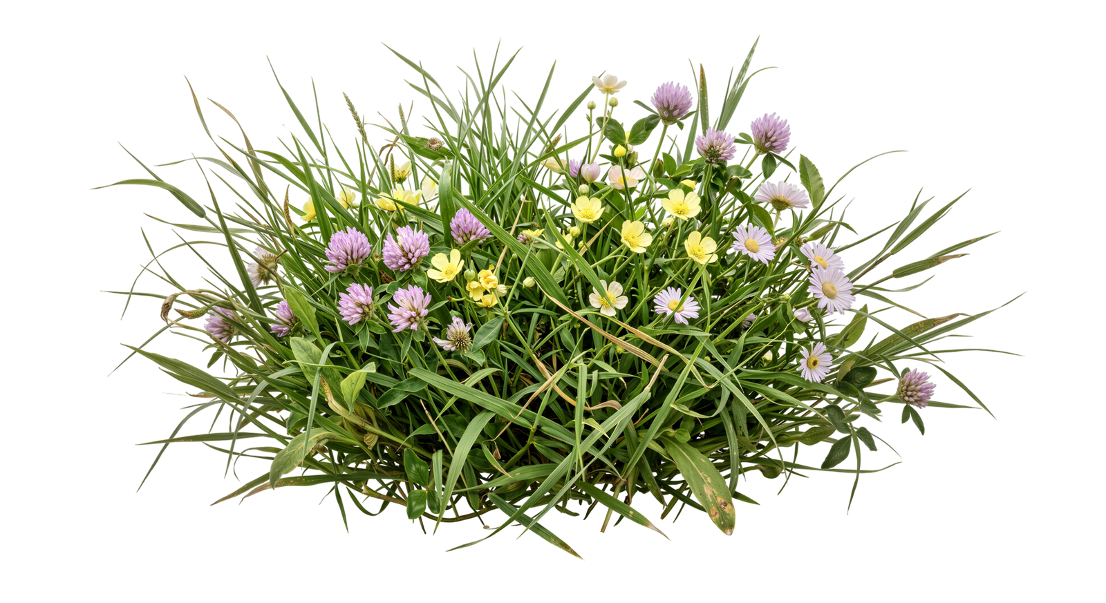 Meadow Green Grass Bush with Wildflowers Transparent Background