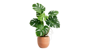 Monstera Deliciosa Plant in Terracotta Pot