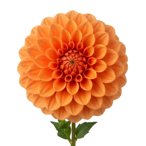 dahlia, flower, orange, bloom, petal, flora, plant, isolated, background, nature, autumn, floral, botanical, garden, head