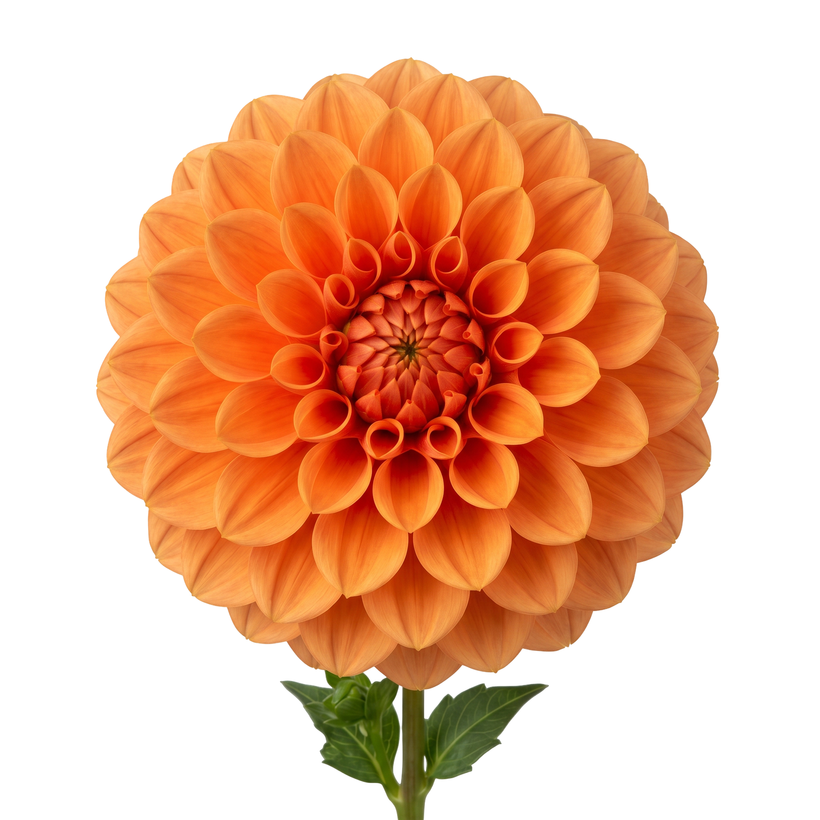 dahlia, flower, orange, bloom, petal, flora, plant, isolated, background, nature, autumn, floral, botanical, garden, head