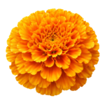 Orange Marigold Flower Blossom Head Transparent Background