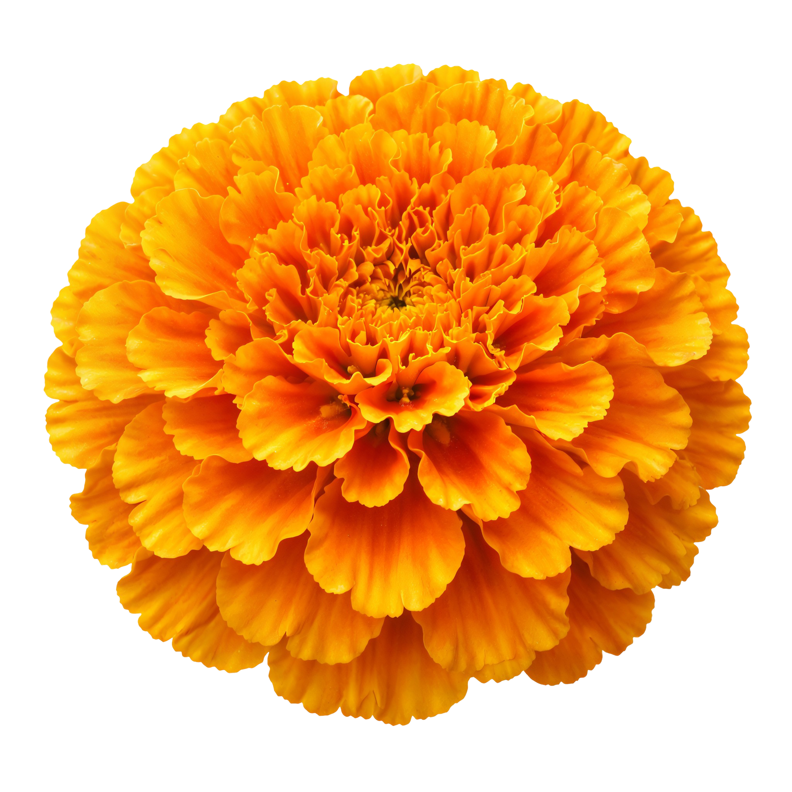 Orange Marigold Flower Blossom Head Transparent Background
