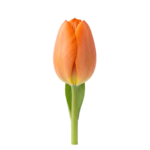 Orange Tulip Flower Bud Isolated on Transparent Background