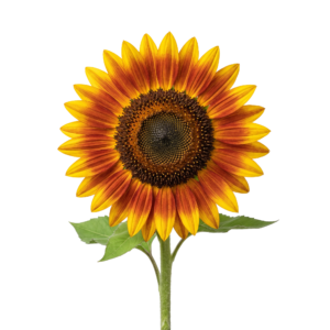 Orange Yellow Sunflower Bloom Isolated on Transparent Background