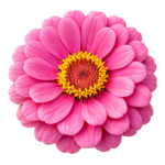 Pink Camellia Rose Flower Blossom Head Transparent Background