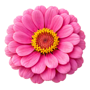 Pink Camellia Rose Flower Blossom Head Transparent Background