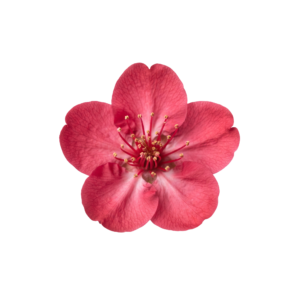 Pink Cherry Blossom Flower Isolated