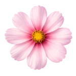 Pink Cosmos Flower Blossom Isolated