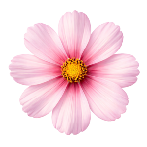 Pink Cosmos Flower Blossom Isolated