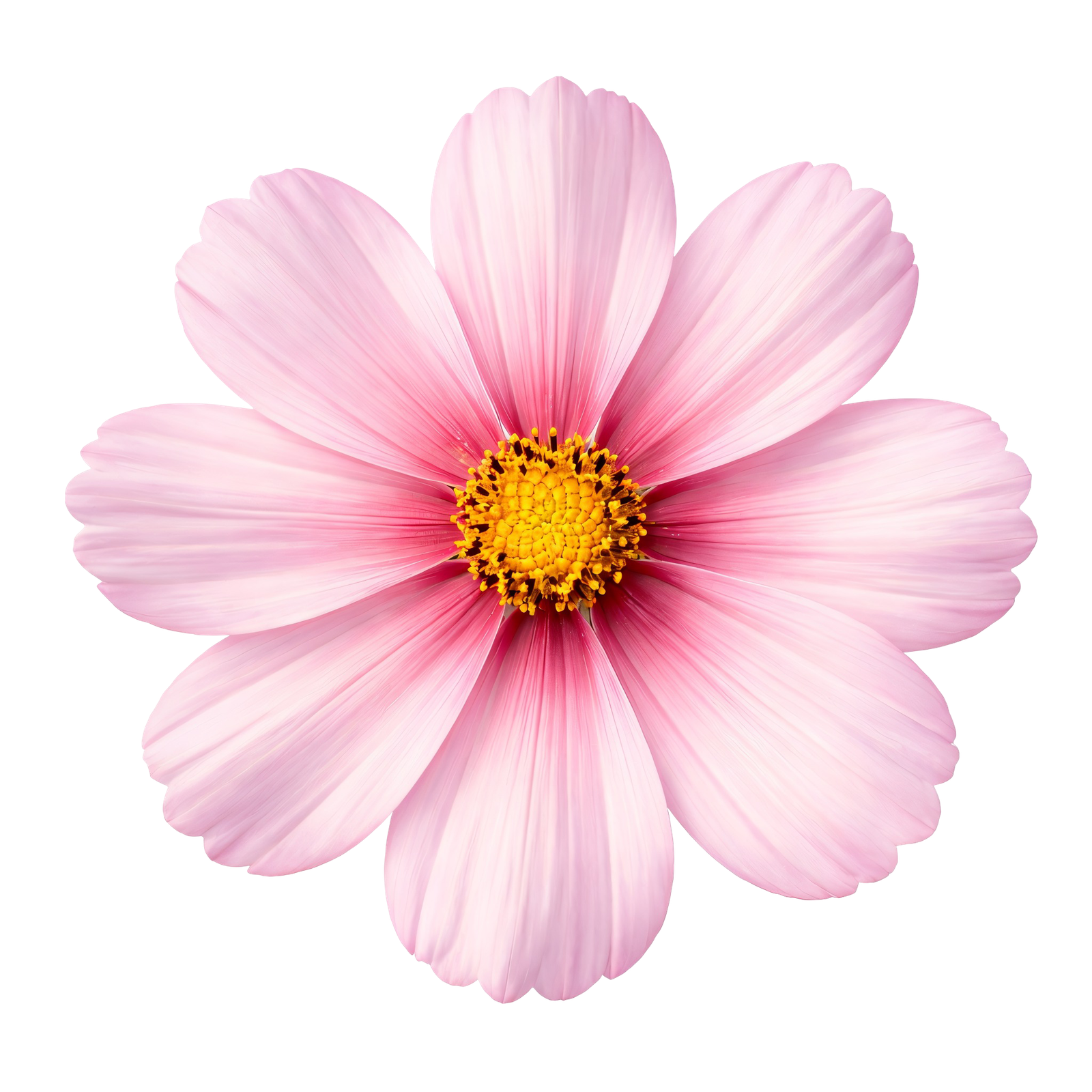 Pink Cosmos Flower Blossom Isolated