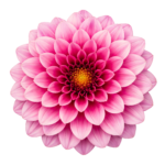 Pink Dahlia Flower Blossom Head Isolated