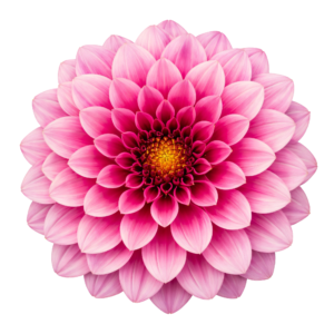 Pink Dahlia Flower Blossom Head Isolated