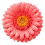 Pink Gerbera Daisy Flower Blossom Head Top View Transparent Background