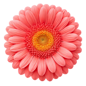 Pink Gerbera Daisy Flower Blossom Head Top View Transparent Background