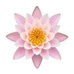 Pink Lotus Water Lily Flower Isolated on Transparent Background