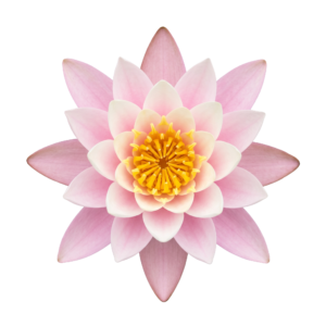 Pink Lotus Water Lily Flower Isolated on Transparent Background