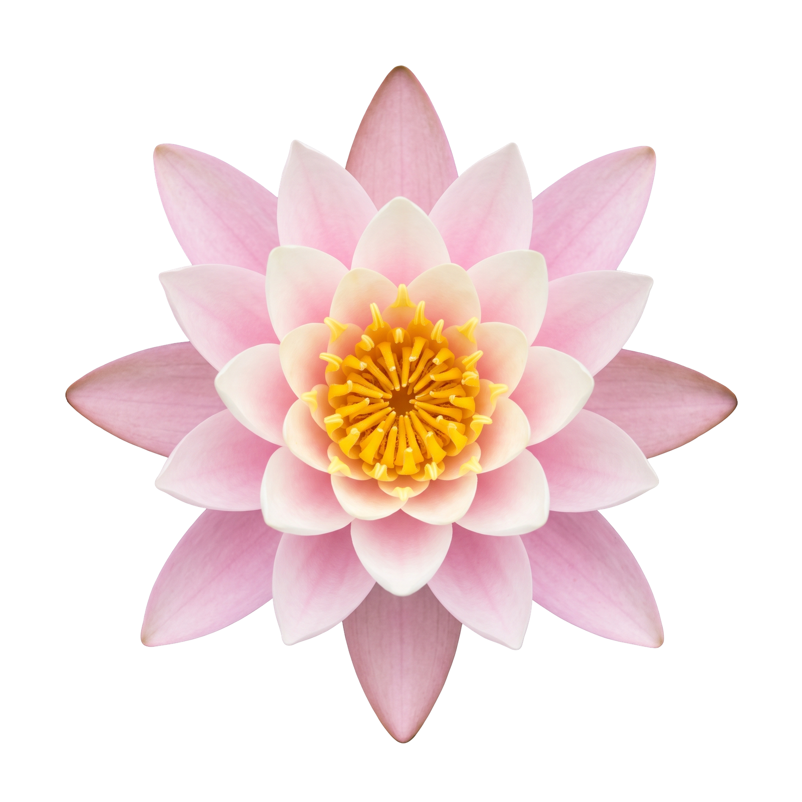 Pink Lotus Water Lily Flower Isolated on Transparent Background