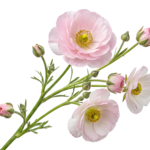 Pink Ranunculus Flower Branch with Blossoms and Buds Transparent Background