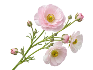 Pink Ranunculus Flower Branch with Blossoms and Buds Transparent Background