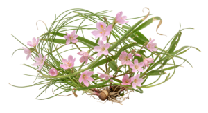 Pink Wildflowers and Green Grass Nest Wreath Transparent Background