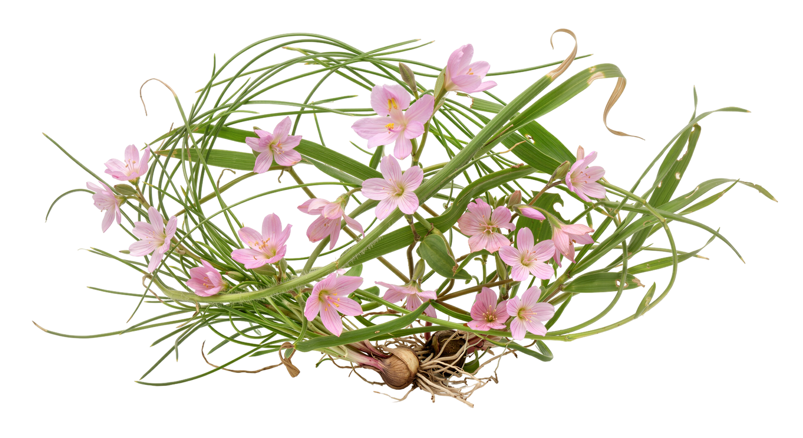 Pink Wildflowers and Green Grass Nest Wreath Transparent Background