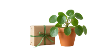 Potted Green Houseplant Gift Box Transparent Background