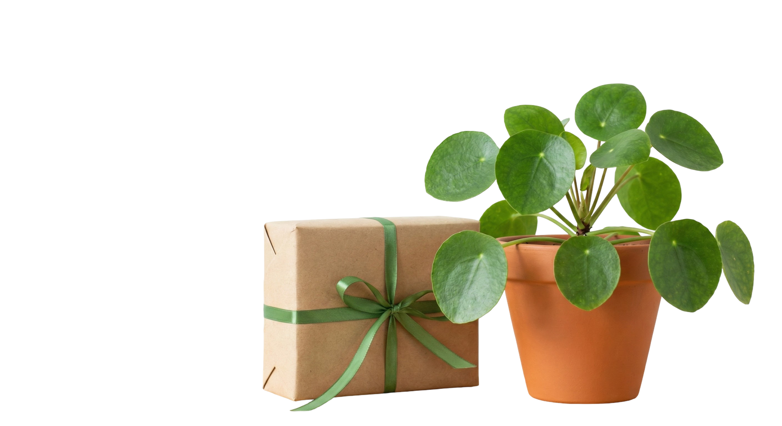 Potted Green Houseplant Gift Box Transparent Background