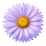 Purple Aster Daisy Flower Blossom Head Top View Transparent Background