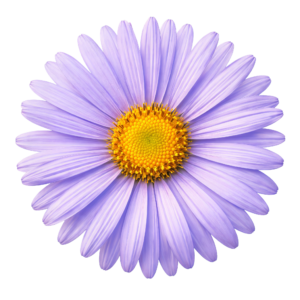 Purple Aster Daisy Flower Blossom Head Top View Transparent Background
