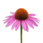 Purple Coneflower Echinacea Isolated on Transparent Background