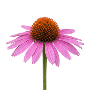 Purple Coneflower Echinacea Isolated on Transparent Background