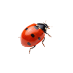 Red Ladybug Beetle Isolated on transparent Background