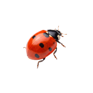 Red Ladybug Beetle Isolated on transparent Background