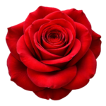 Red Rose Flower Blossom Head Top View Transparent Background
