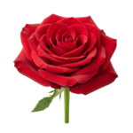 Red Rose Flower Head Bloom Isolated on Transparent Background