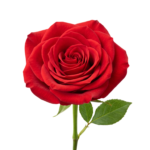 Red Rose Flower Stem Isolated on Transparent Background