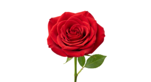 Red Rose Flower Stem Isolated on Transparent Background